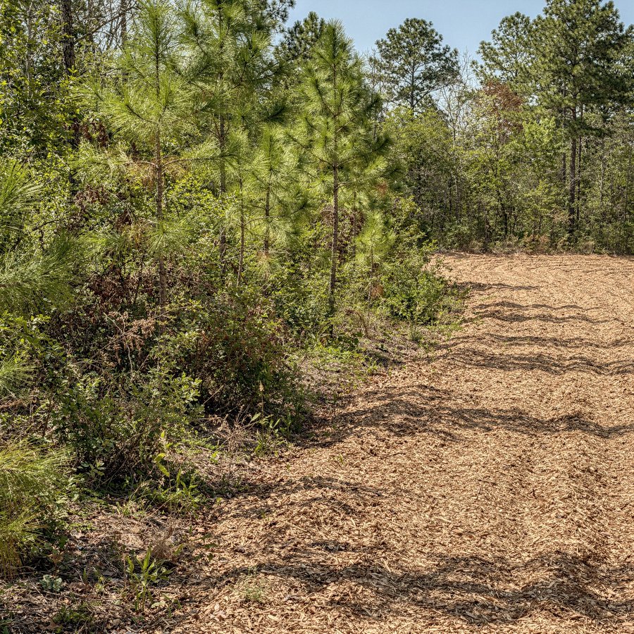 Forestry mulcher clearing brush on a property in Charlotte, NC